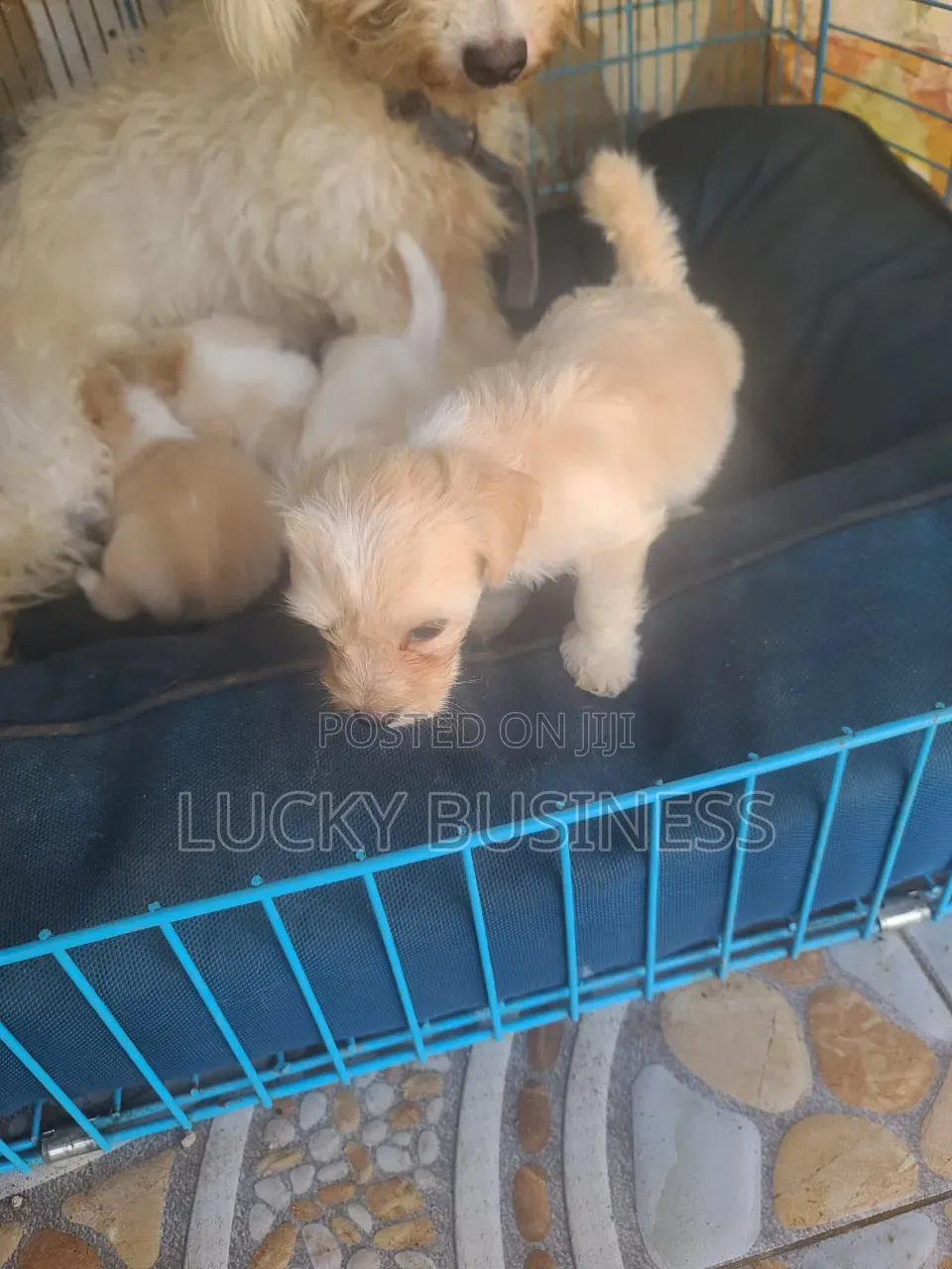 0-1 month Male Purebred Maltese