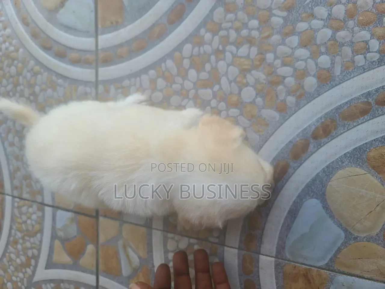 0-1 month Male Purebred Maltese