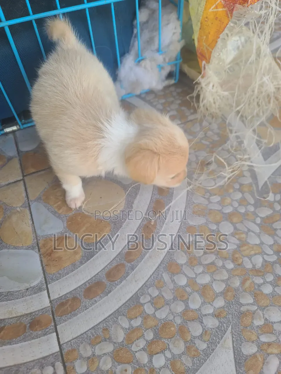 0-1 month Male Purebred Maltese