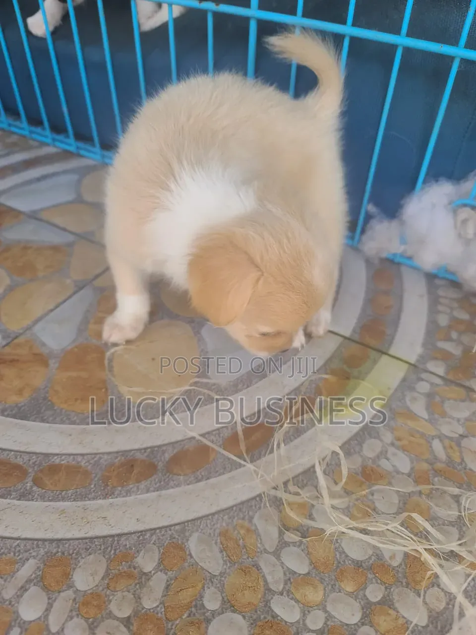 0-1 month Male Purebred Maltese