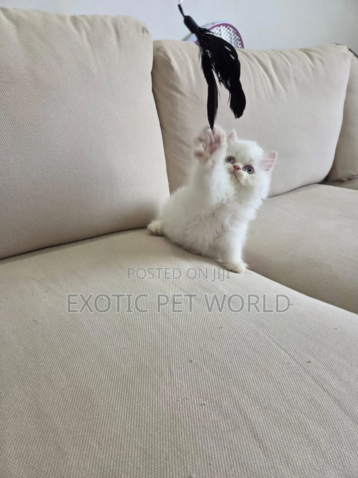 1-3 months Male Purebred Persian
