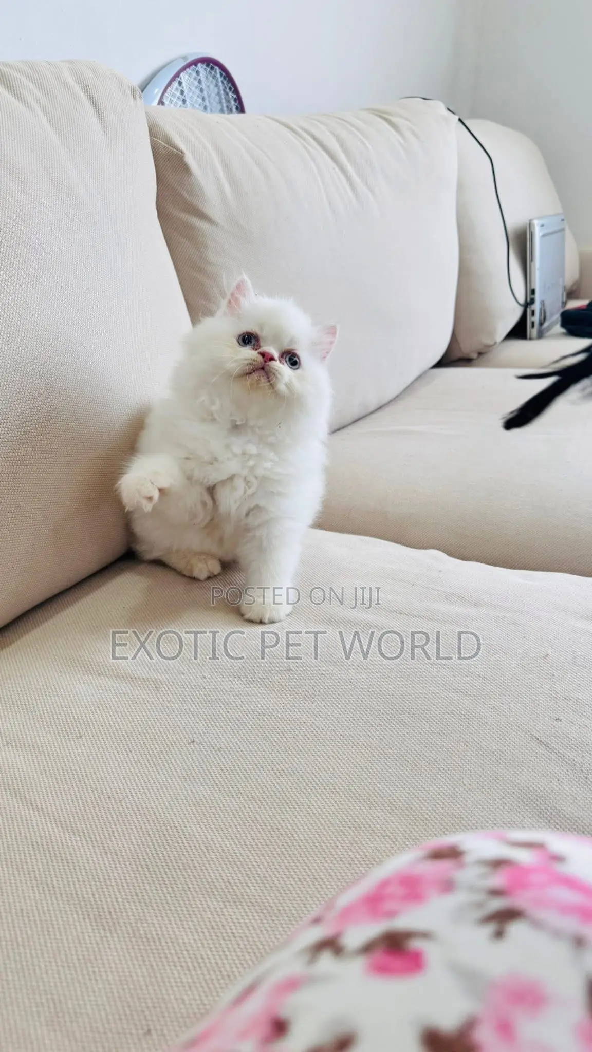 1-3 months Male Purebred Persian