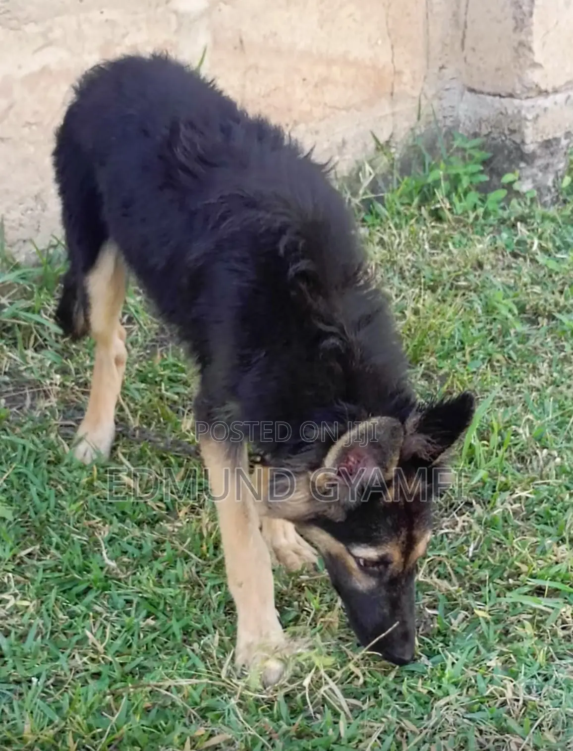 3-6 months Male Purebred German Shepherd