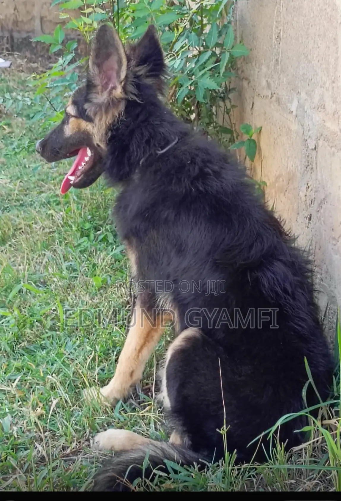 3-6 months Male Purebred German Shepherd