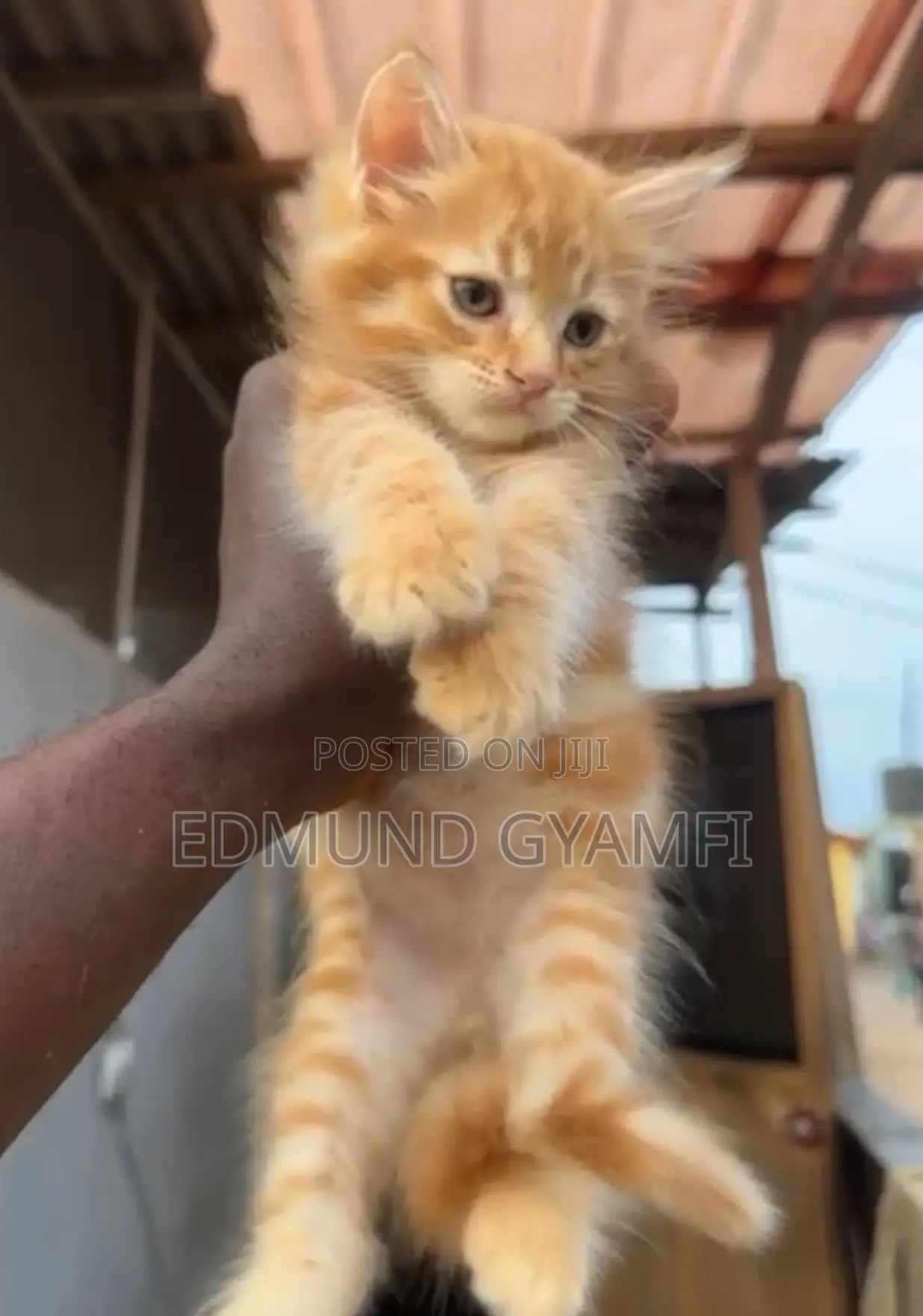 1-3 months Male Purebred Maine Coon