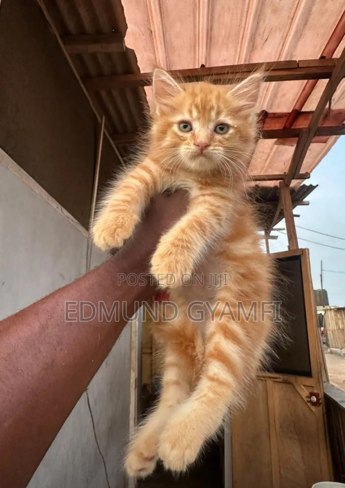 1-3 months Male Purebred Maine Coon