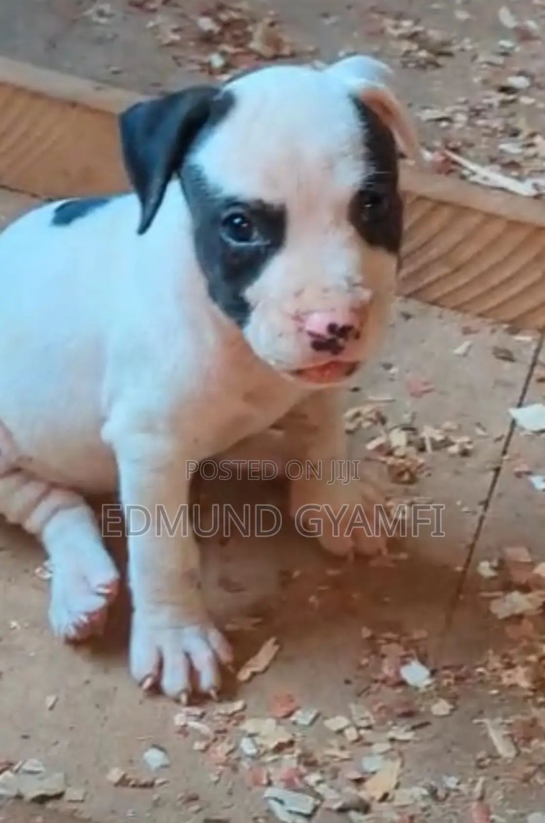 1-3 months Female Purebred American Pit Bull Terrier