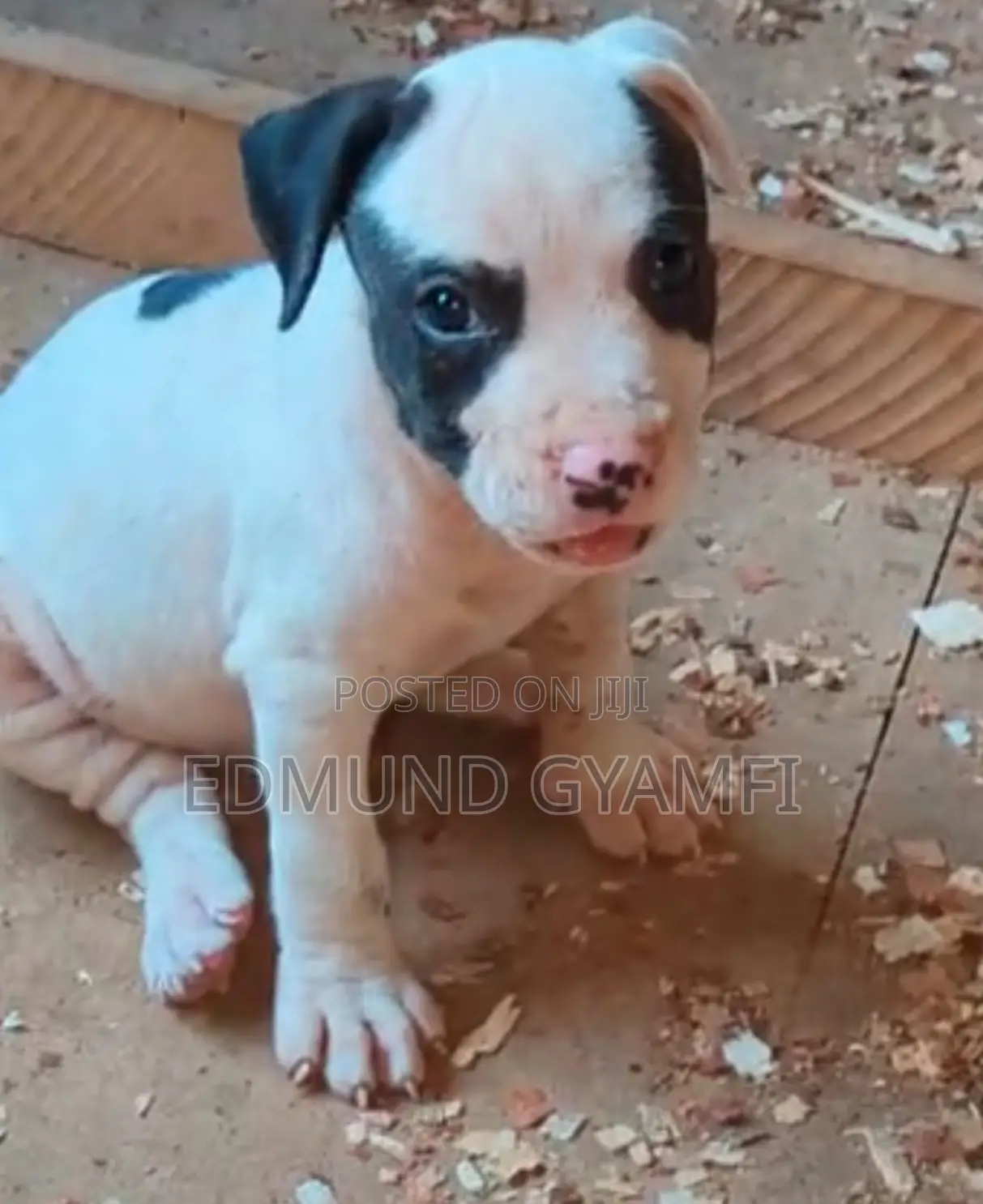 1-3 months Female Purebred American Pit Bull Terrier