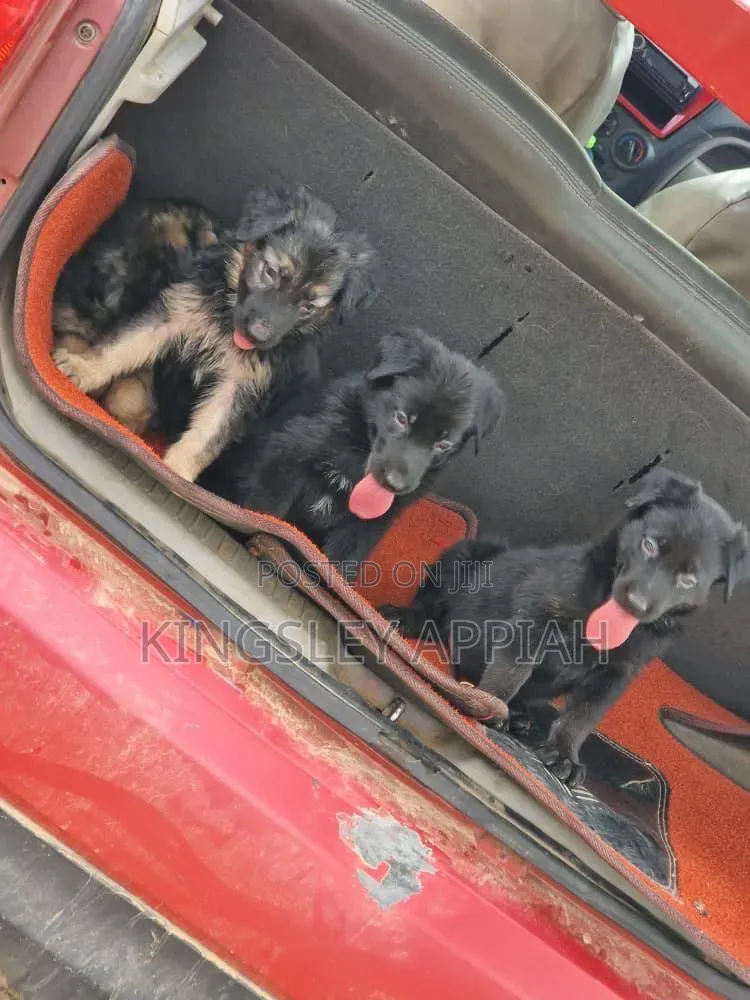 1-3 months Male Purebred German Shepherd