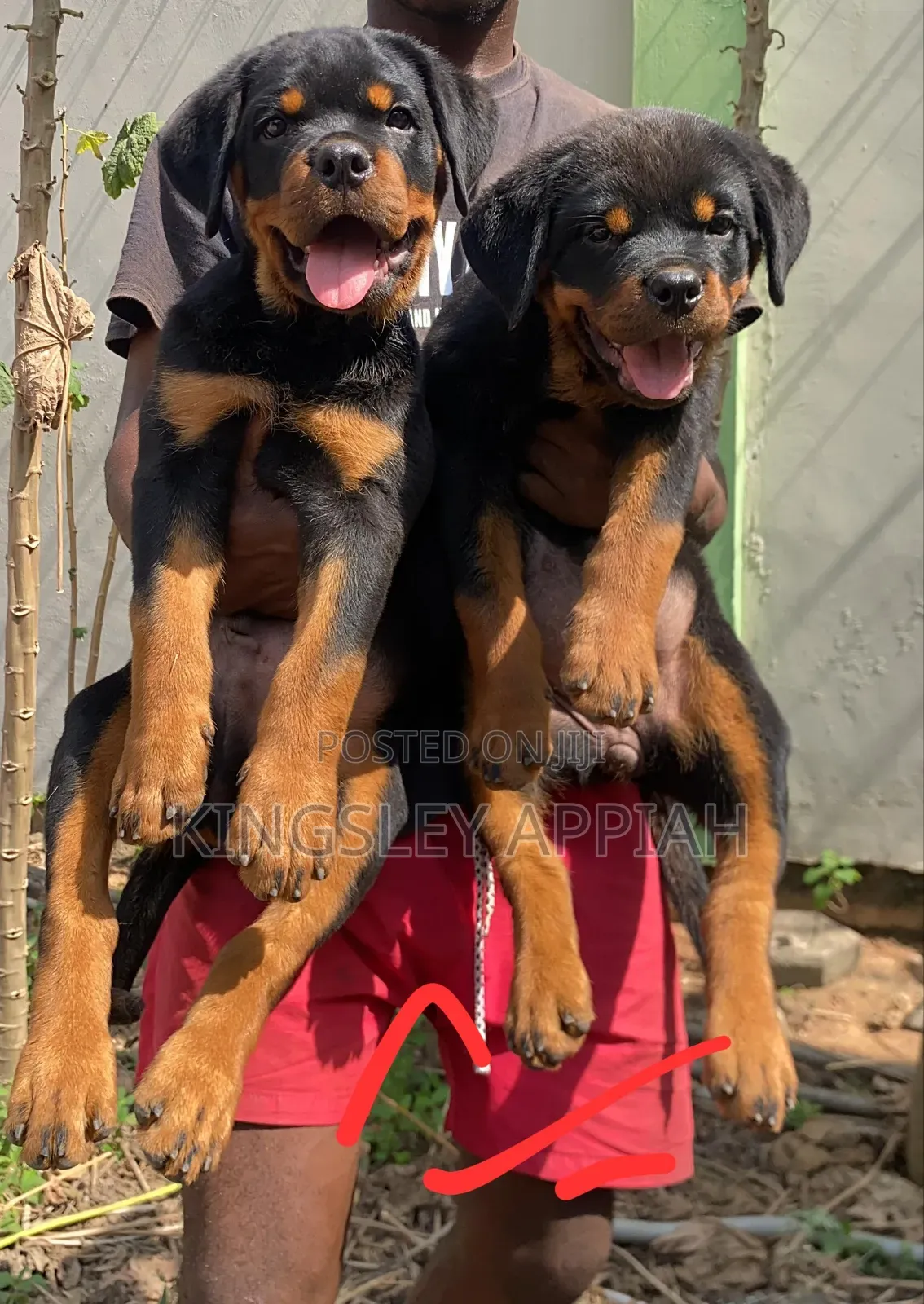 1-3 months Male Purebred Rottweiler
