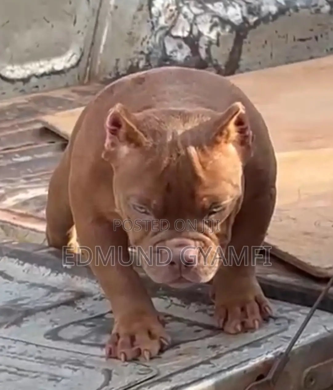 1-3 months Female Purebred American Bully