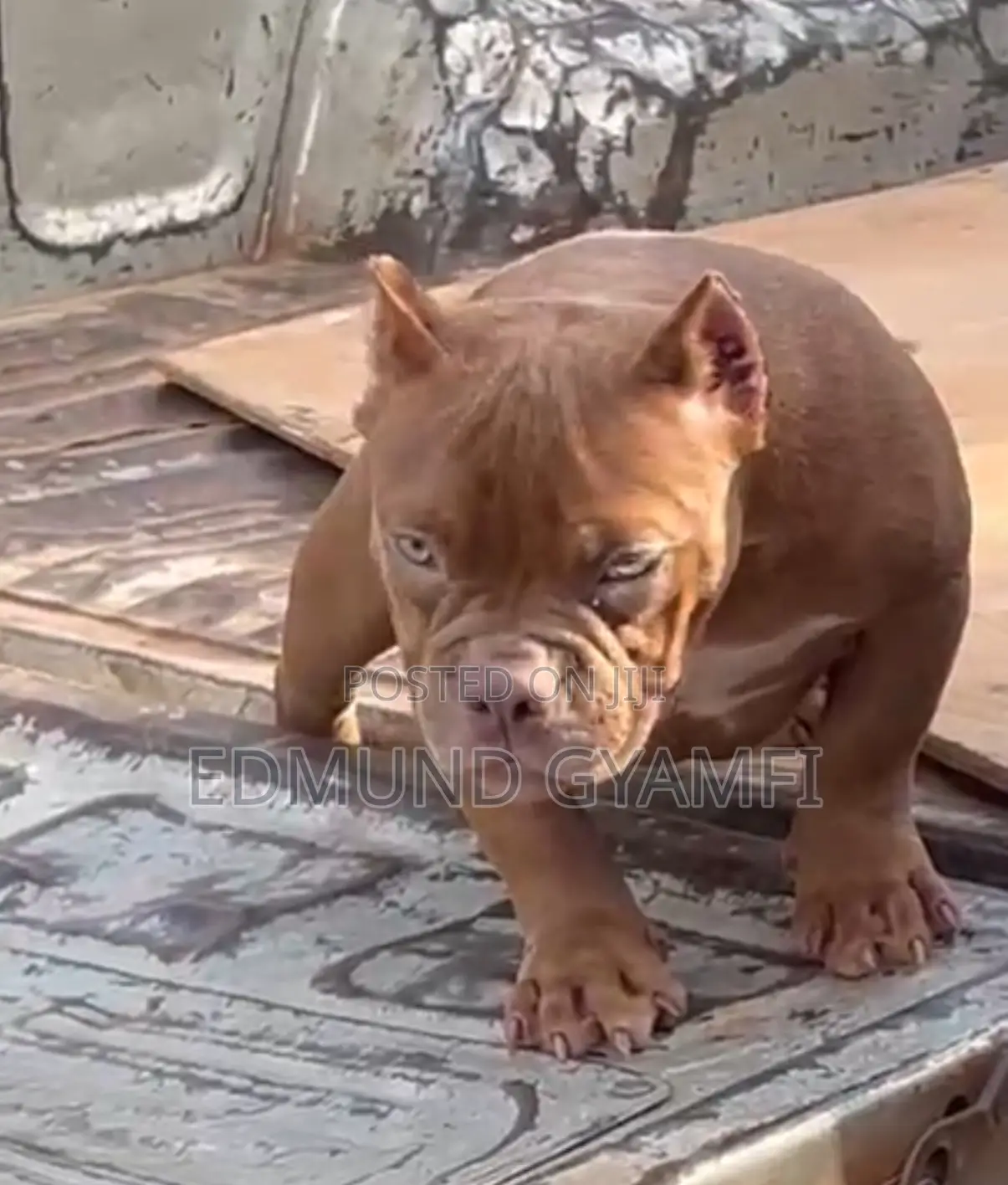 1-3 months Female Purebred American Bully