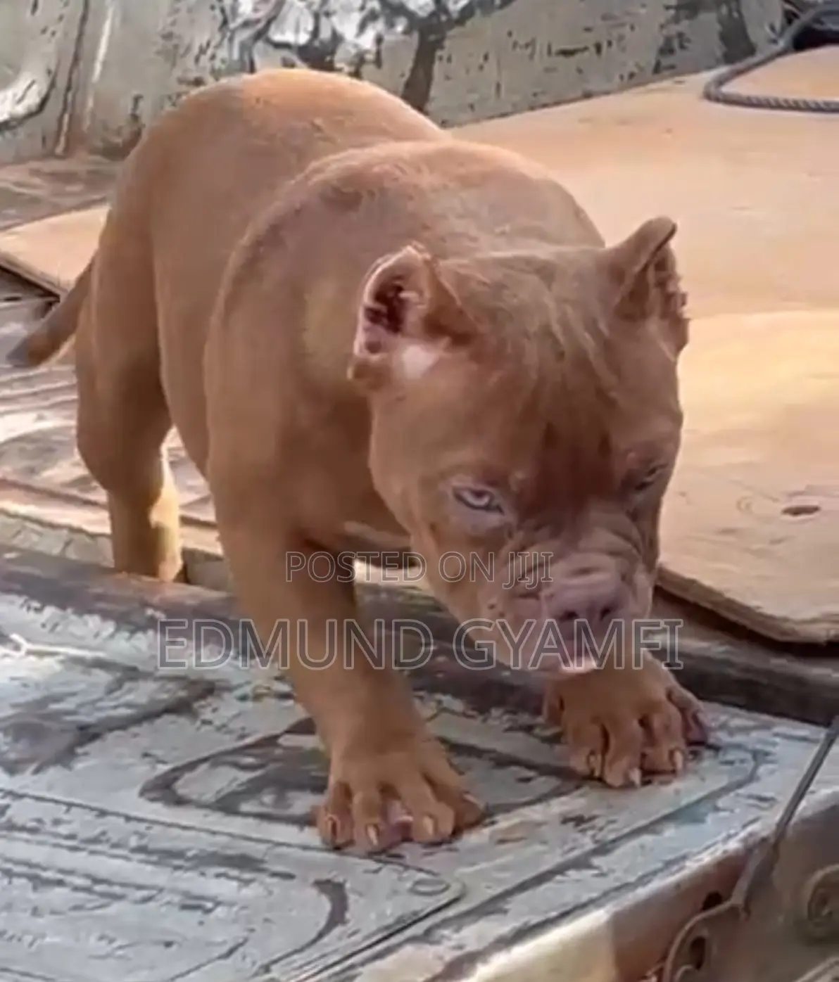 1-3 months Female Purebred American Bully