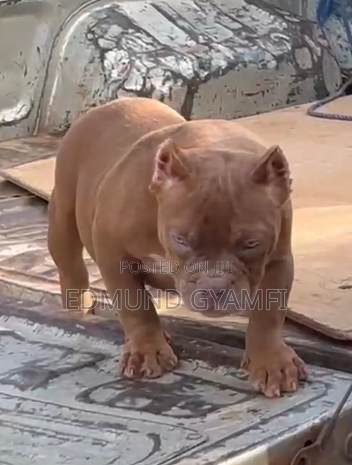 1-3 months Female Purebred American Bully