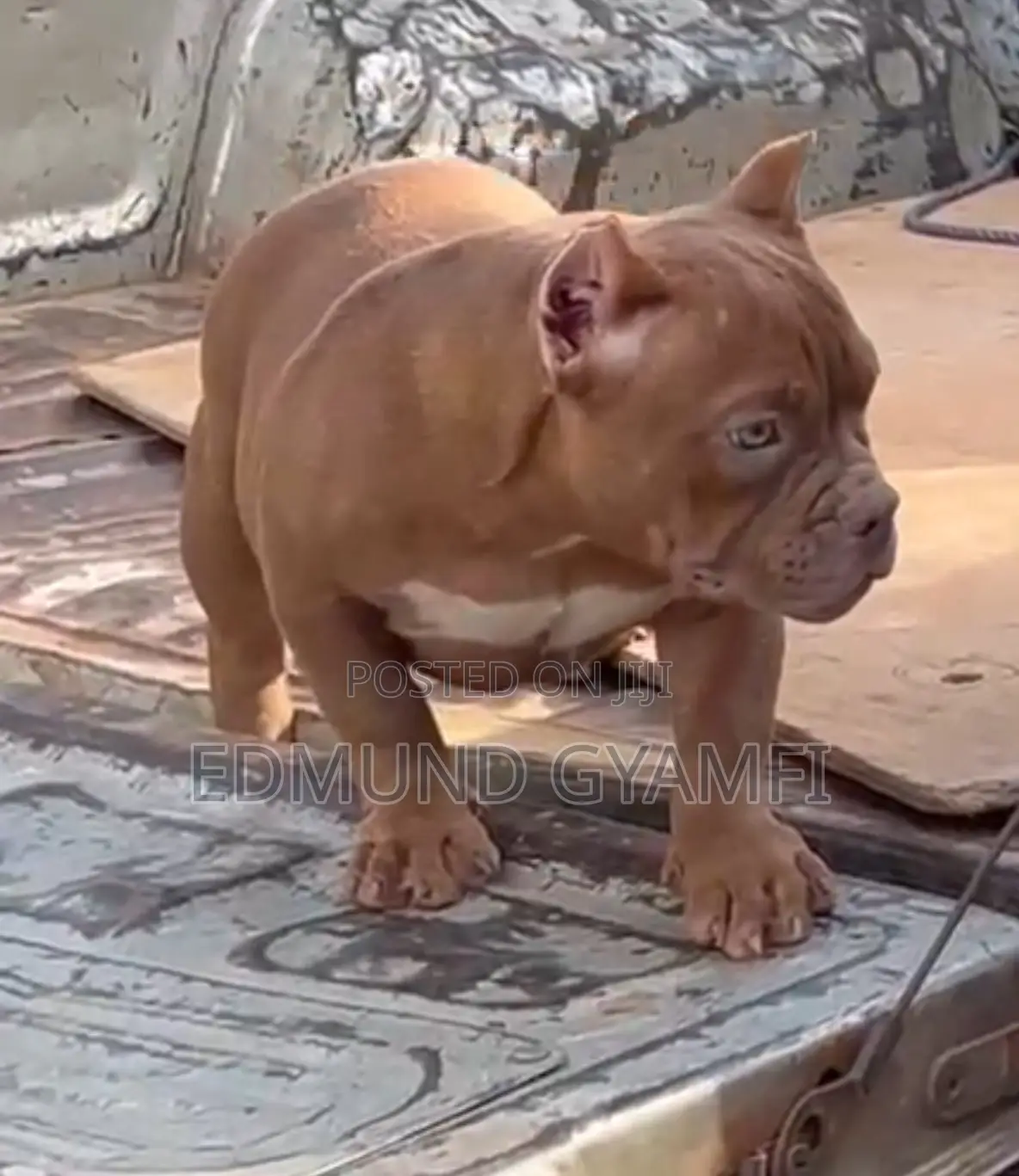 1-3 months Female Purebred American Bully