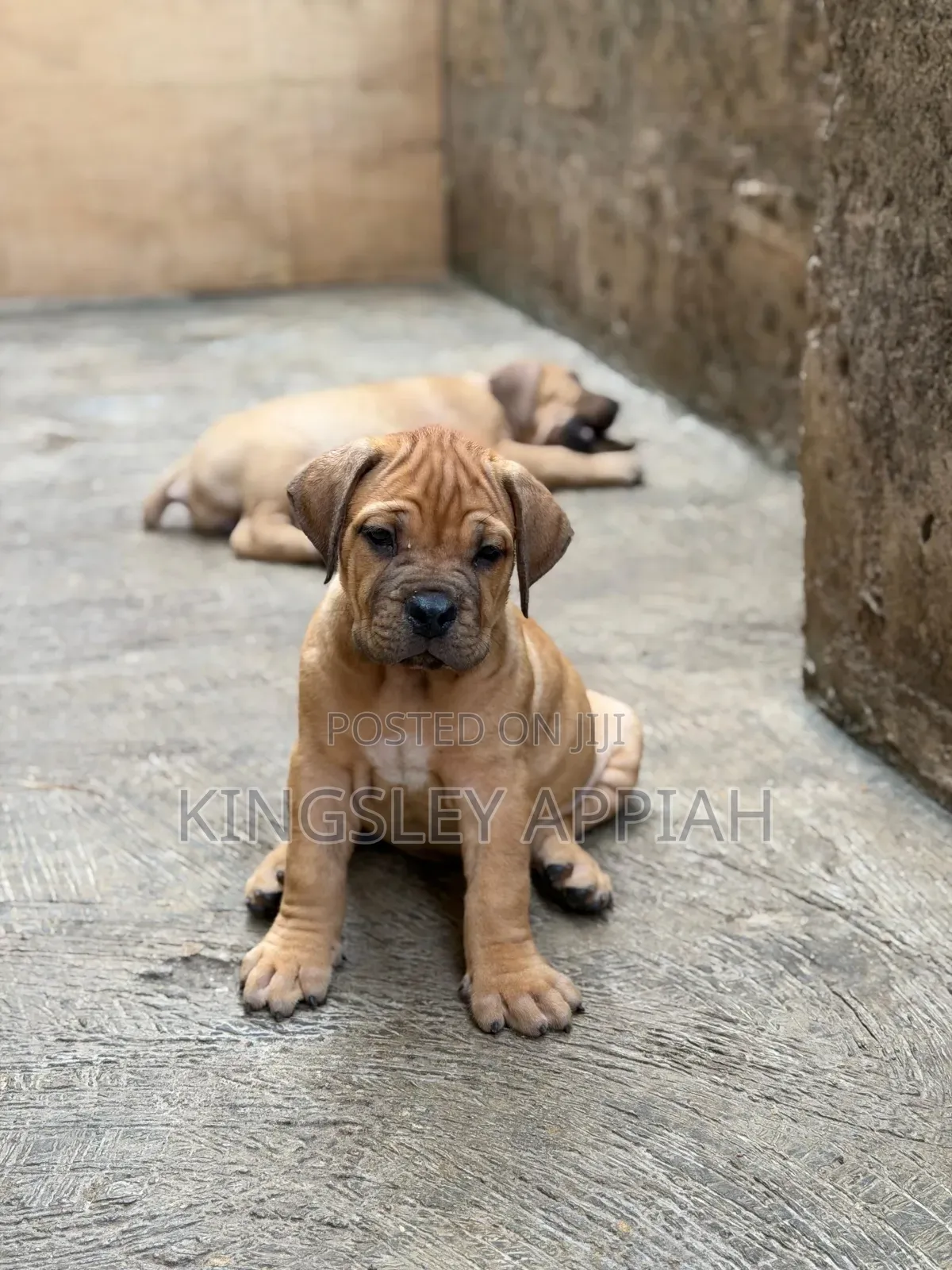 1-3 months Female Purebred Boerboel