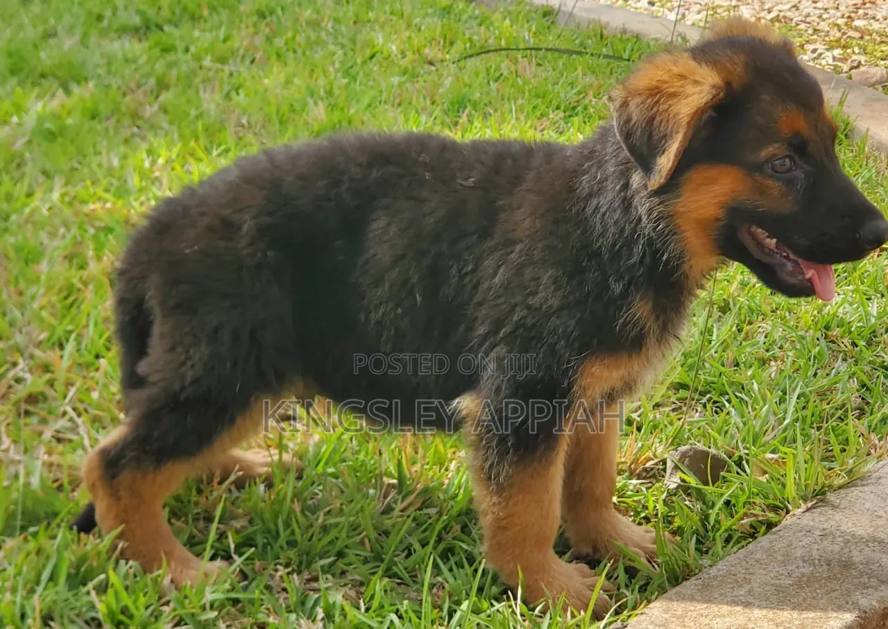 1-3 months Male Purebred German Shepherd