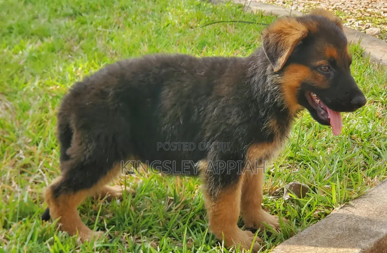 1-3 months Male Purebred German Shepherd