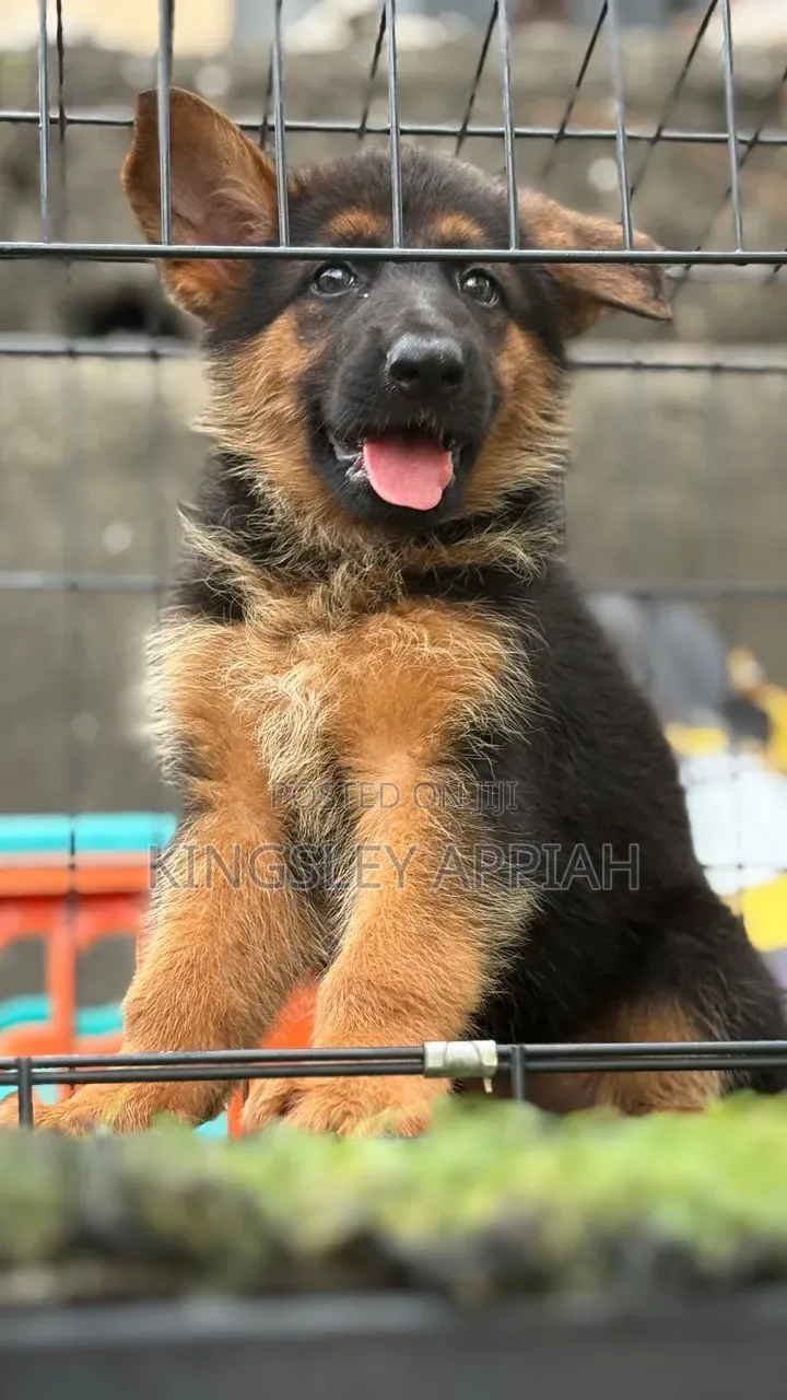 1-3 months Male Purebred German Shepherd