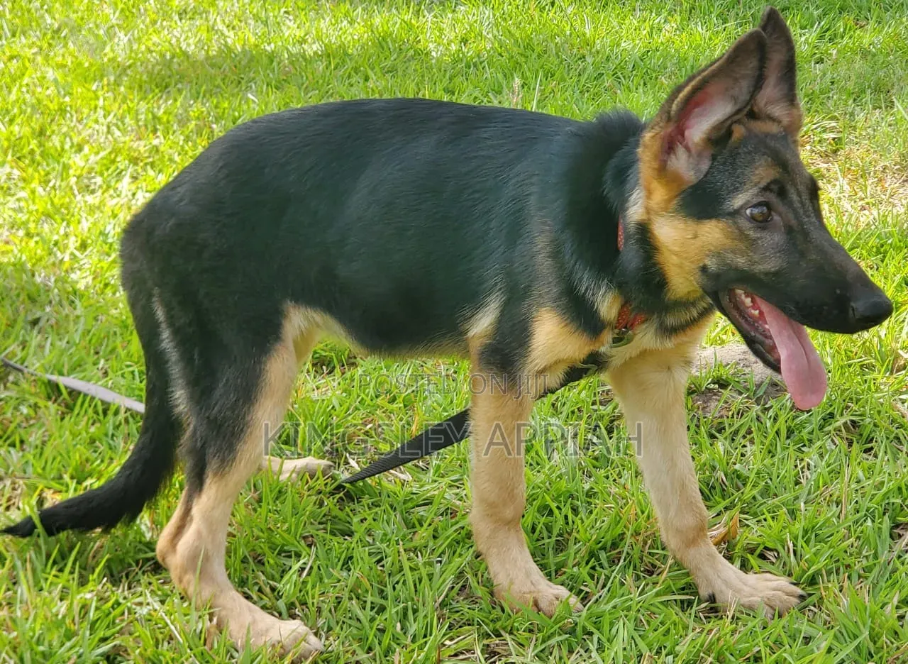 3-6 months Female Purebred German Shepherd
