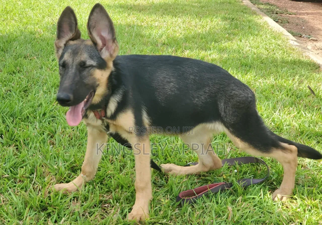 3-6 months Female Purebred German Shepherd