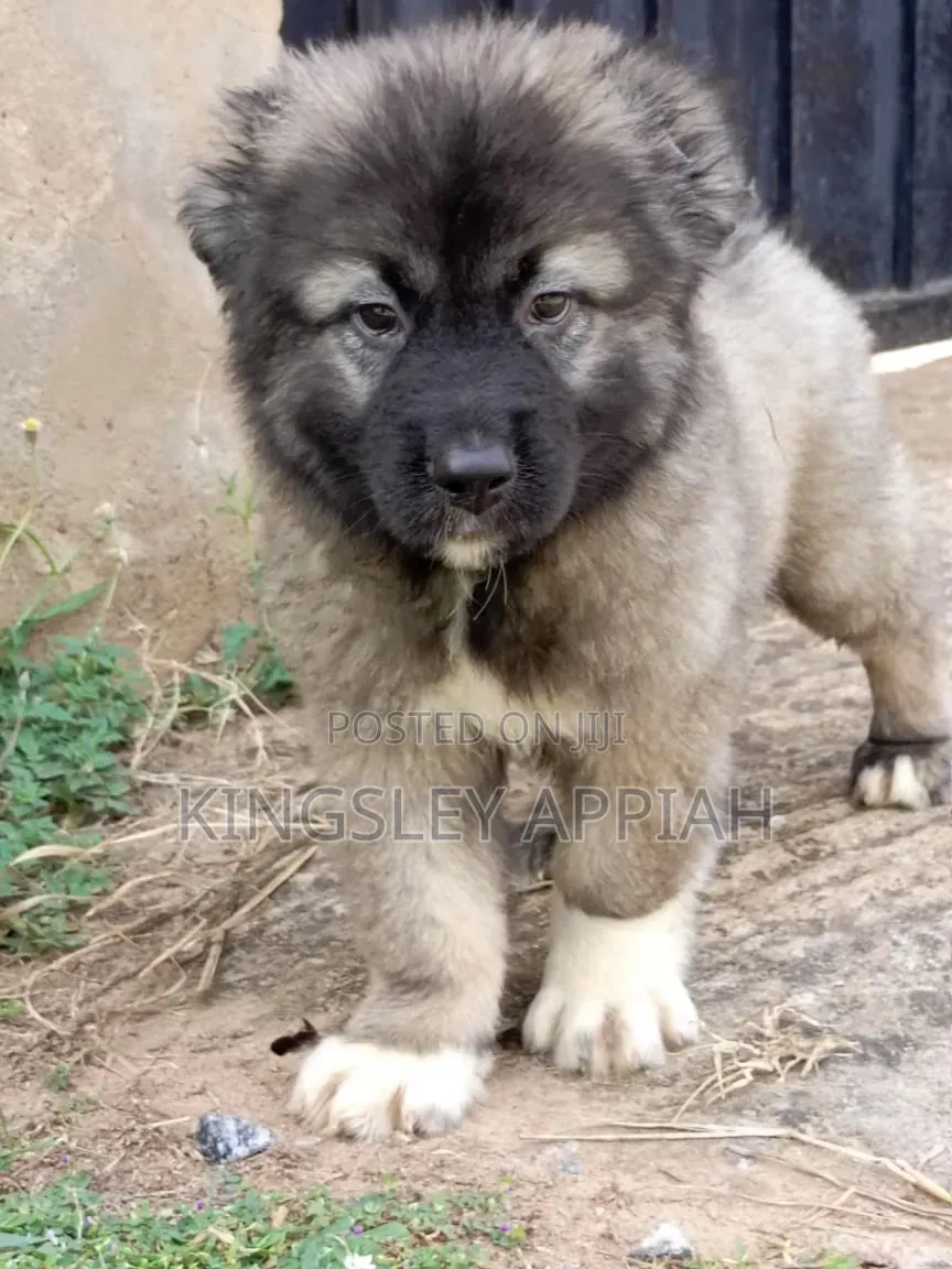 1-3 months Male Purebred German Shepherd