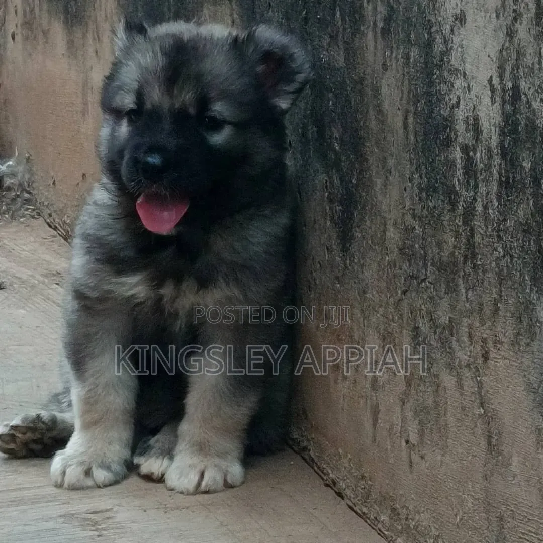 1-3 months Male Purebred German Shepherd