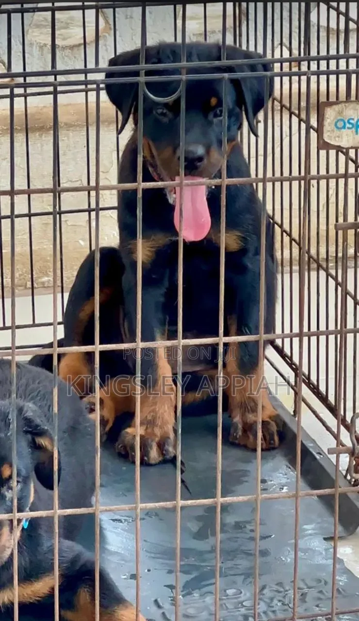 1-3 months Male Purebred Rottweiler