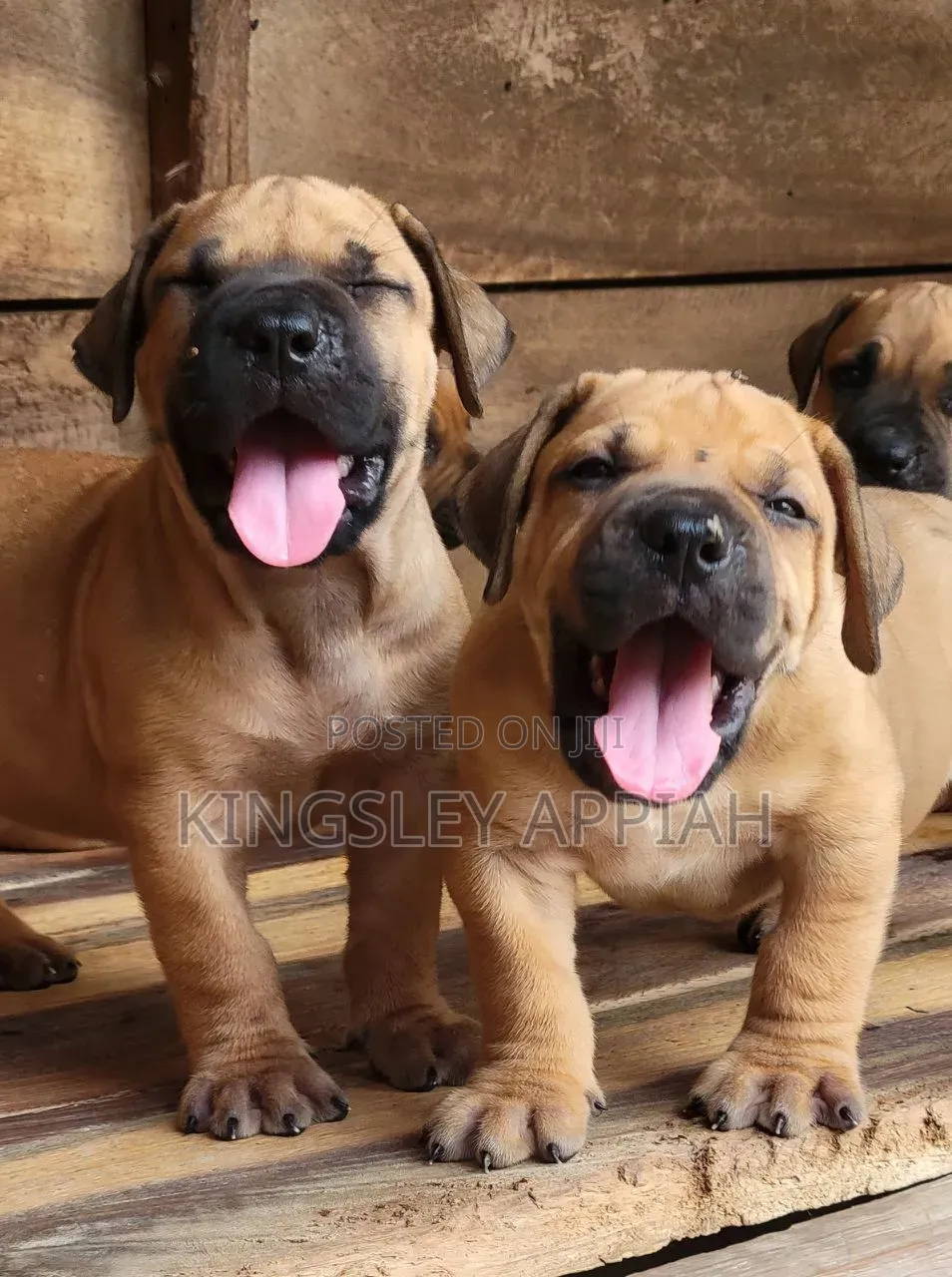 1-3 months Male Purebred Boerboel