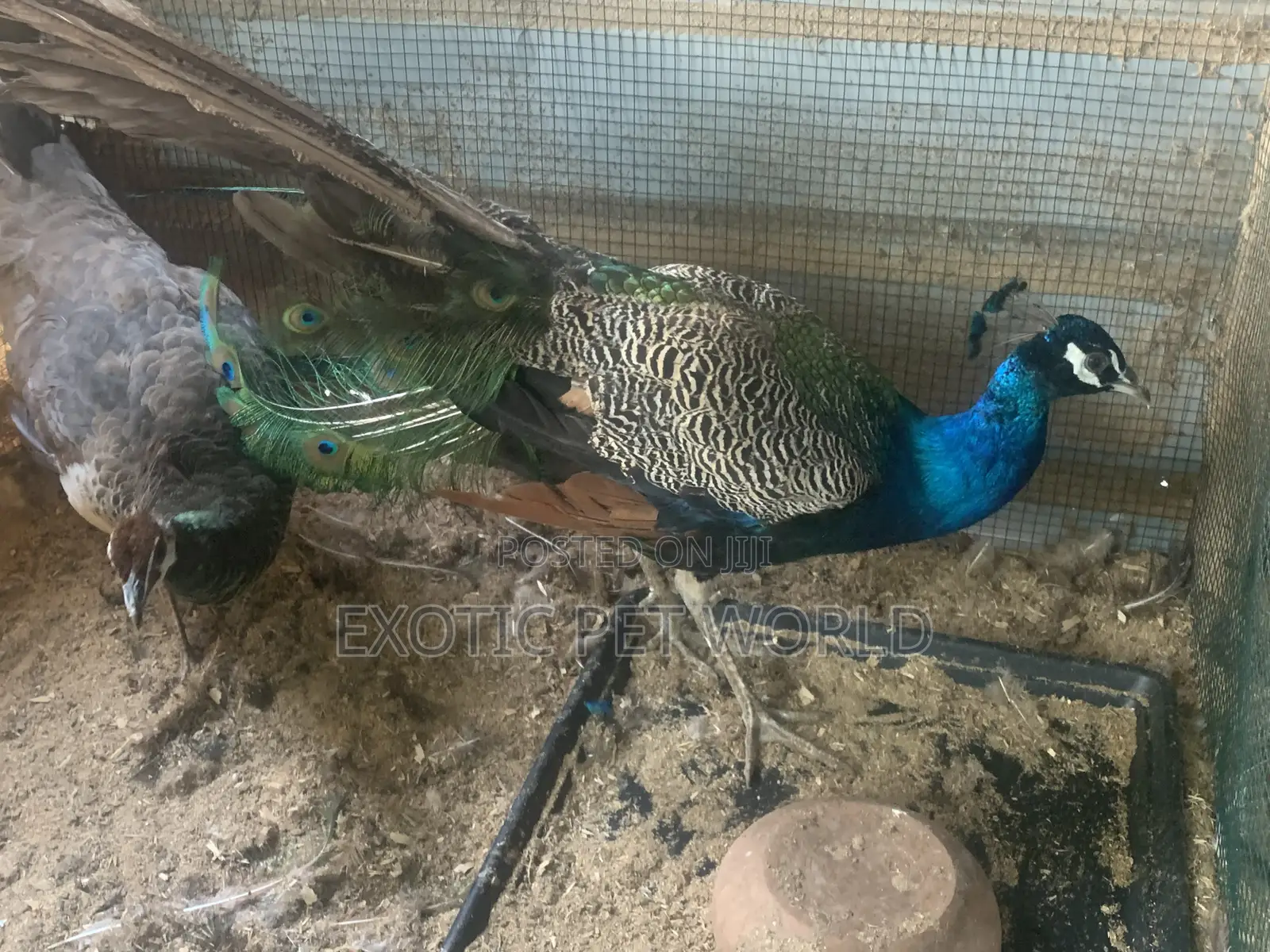 Pair of Peafowl