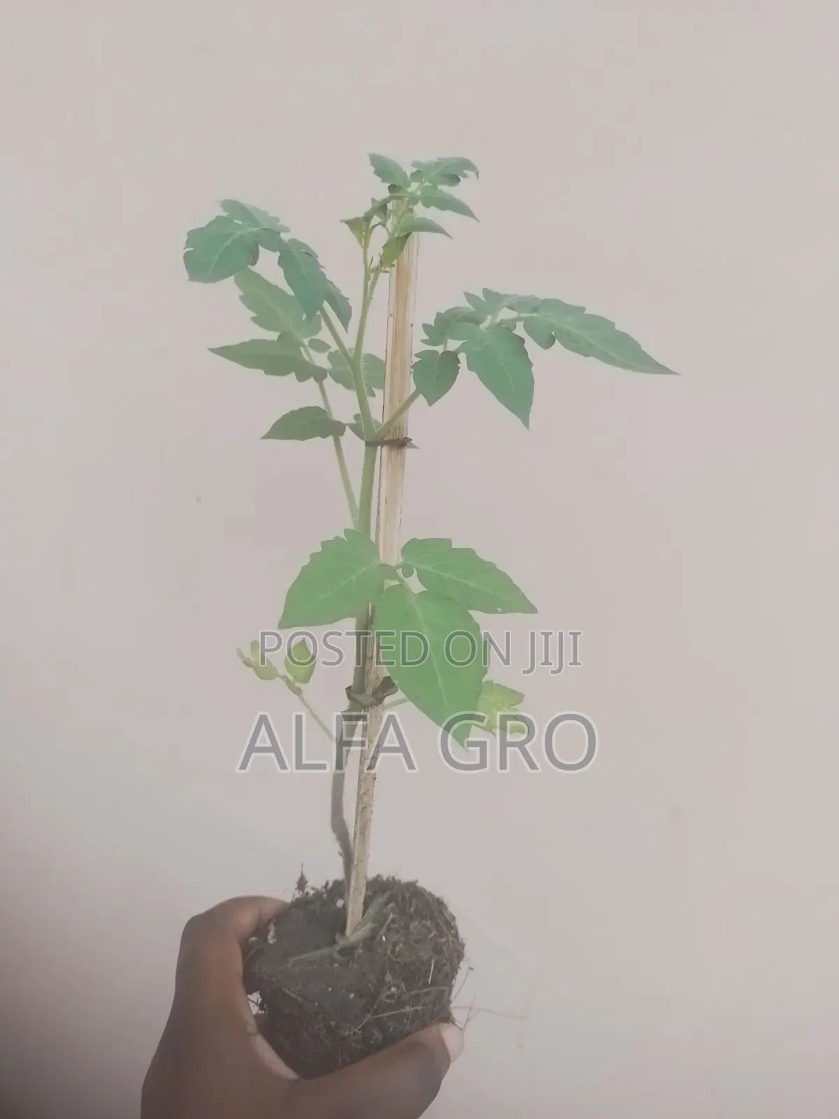 Tomatoes Plant