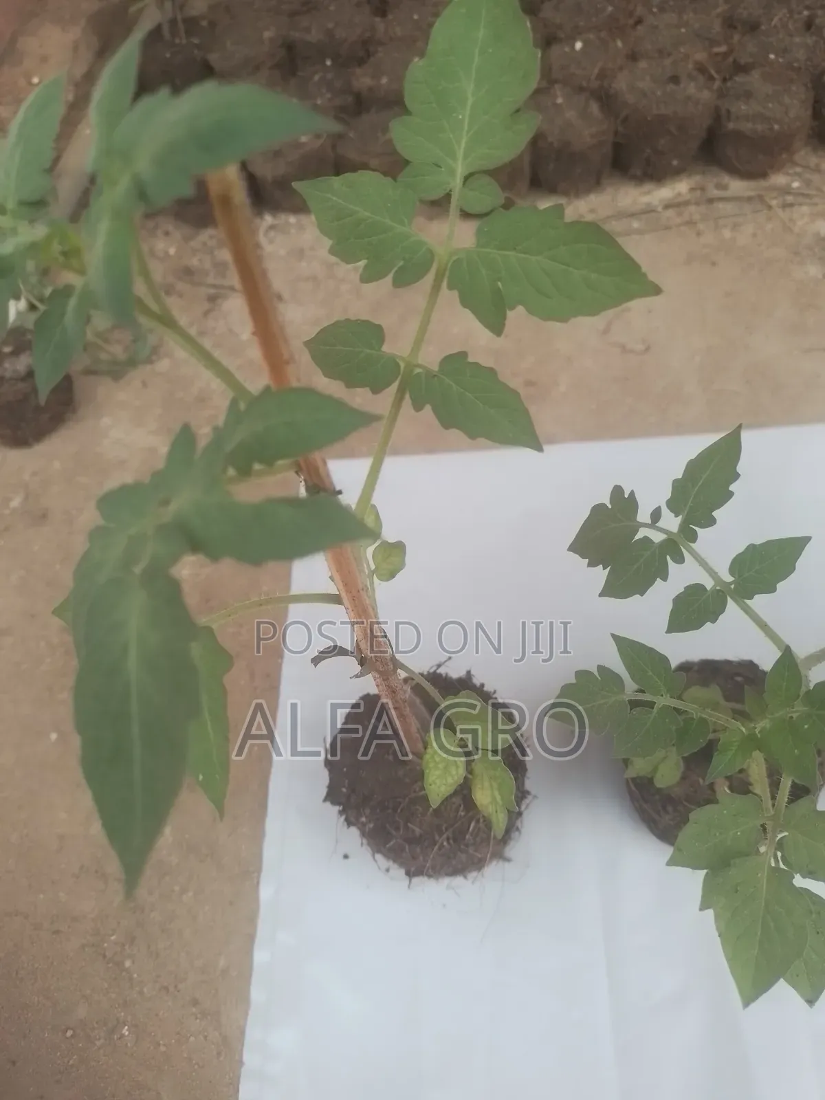 Tomatoes Plant