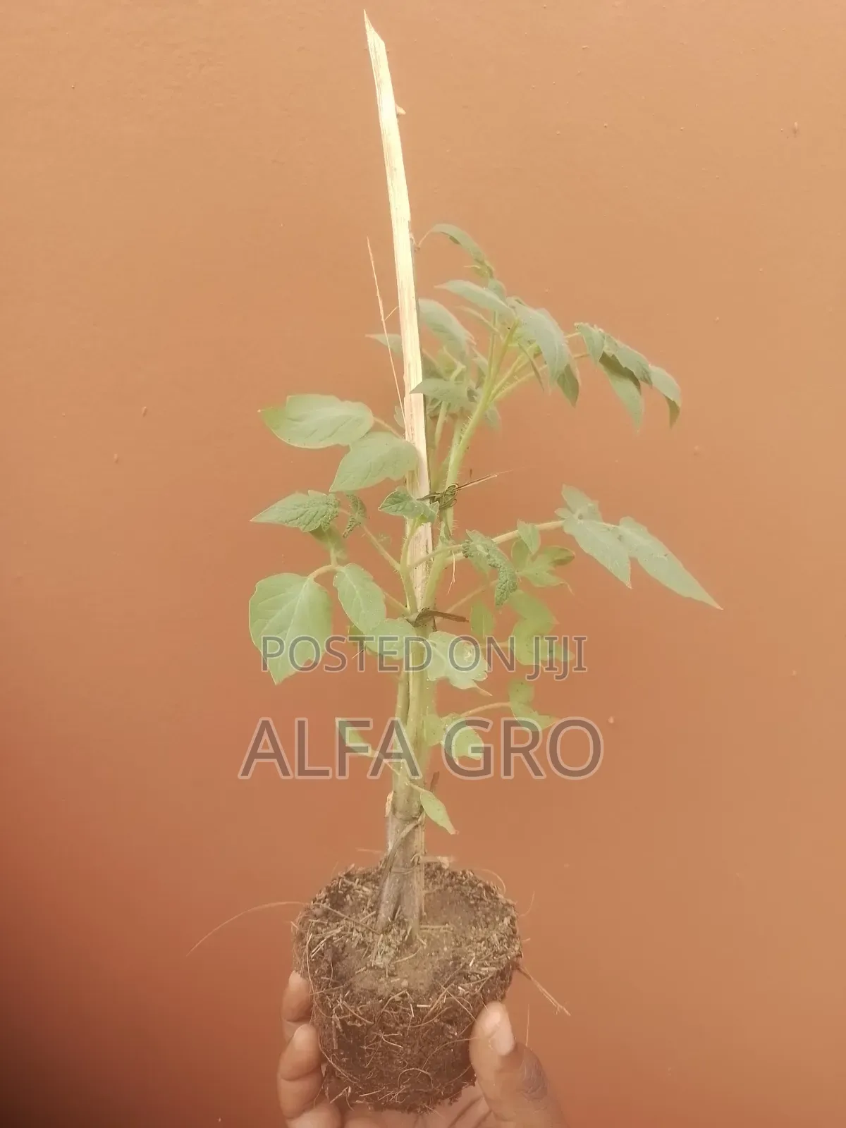 Tomatoes Plant