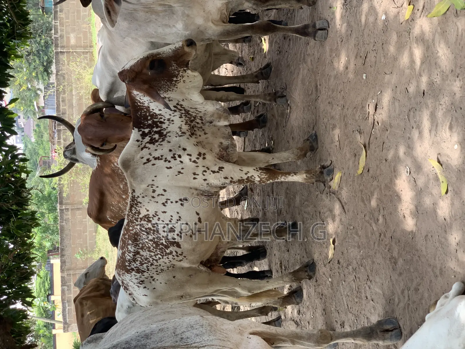 Cow for Sell at Affordable Price