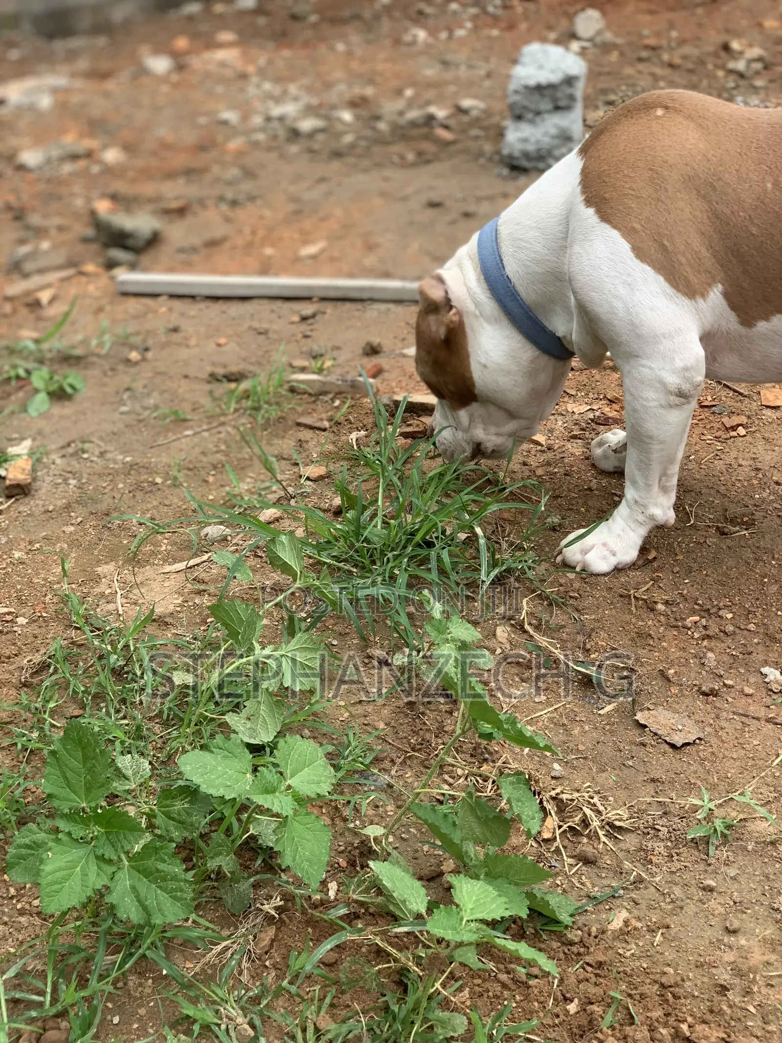 1+ year Male Purebred American Bully