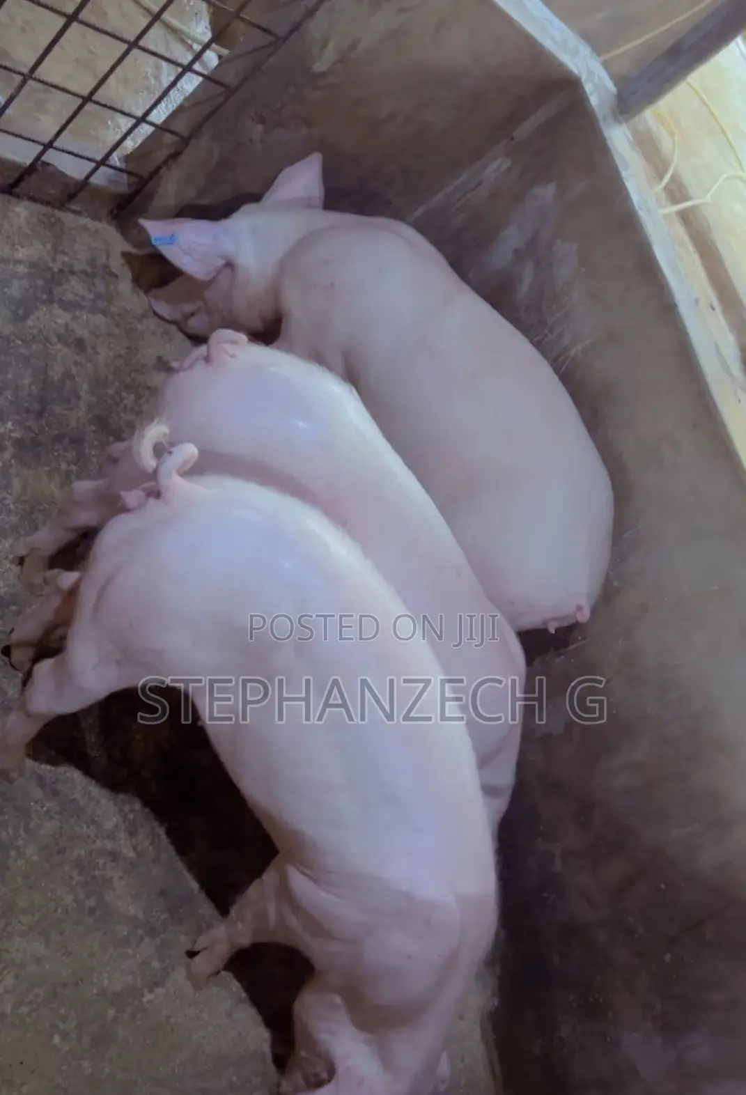 Best in Pig Farming