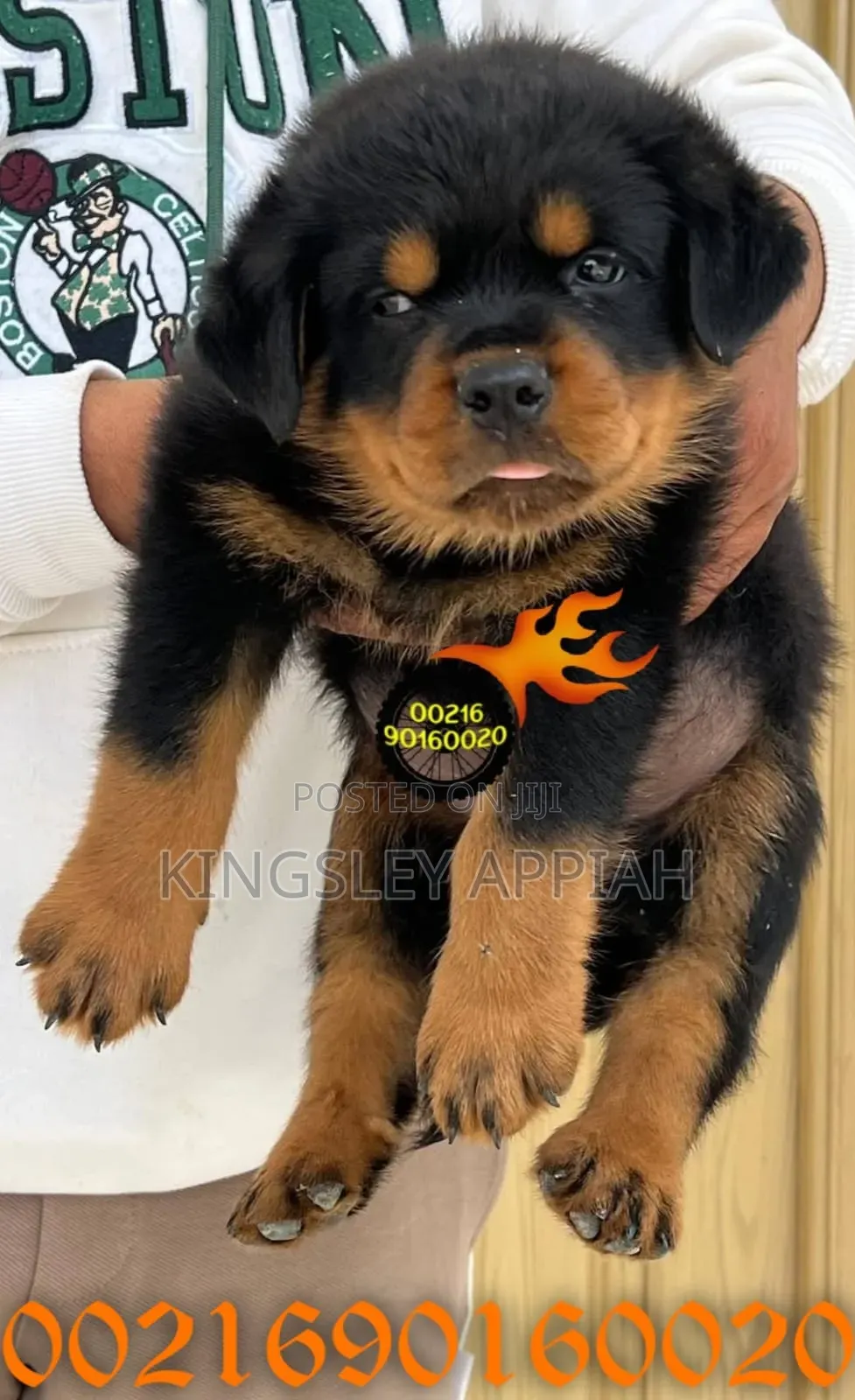 1-3 months Male Purebred Rottweiler