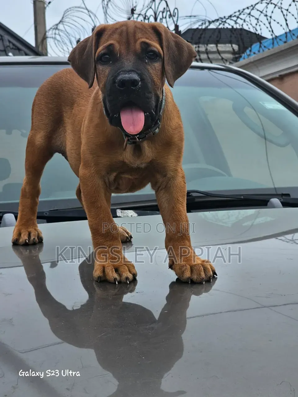 1-3 months Male Purebred Boerboel