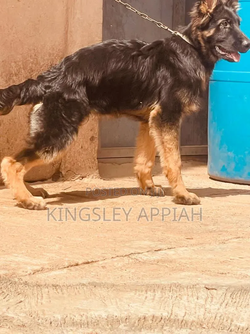 3-6 months Male Purebred German Shepherd