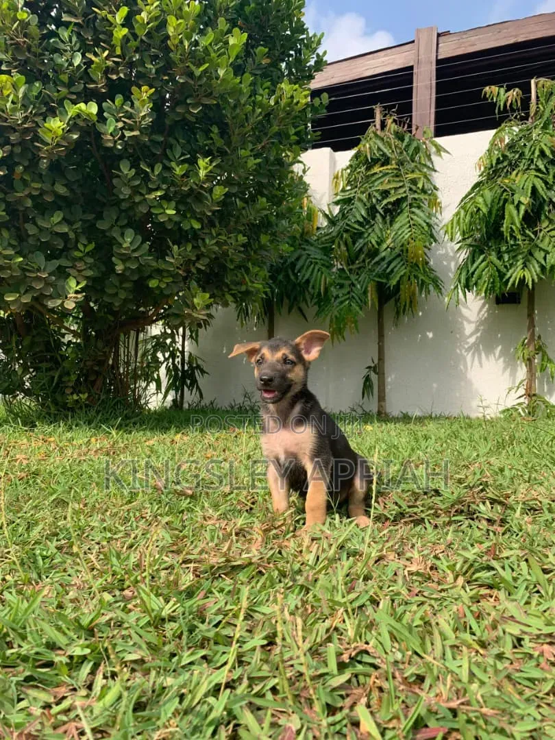 1-3 months Male Purebred German Shepherd