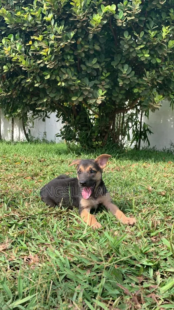 1-3 months Male Purebred German Shepherd