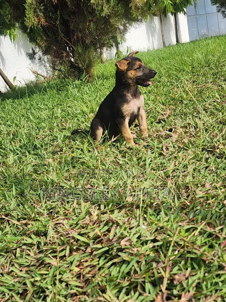 1-3 months Male Purebred German Shepherd