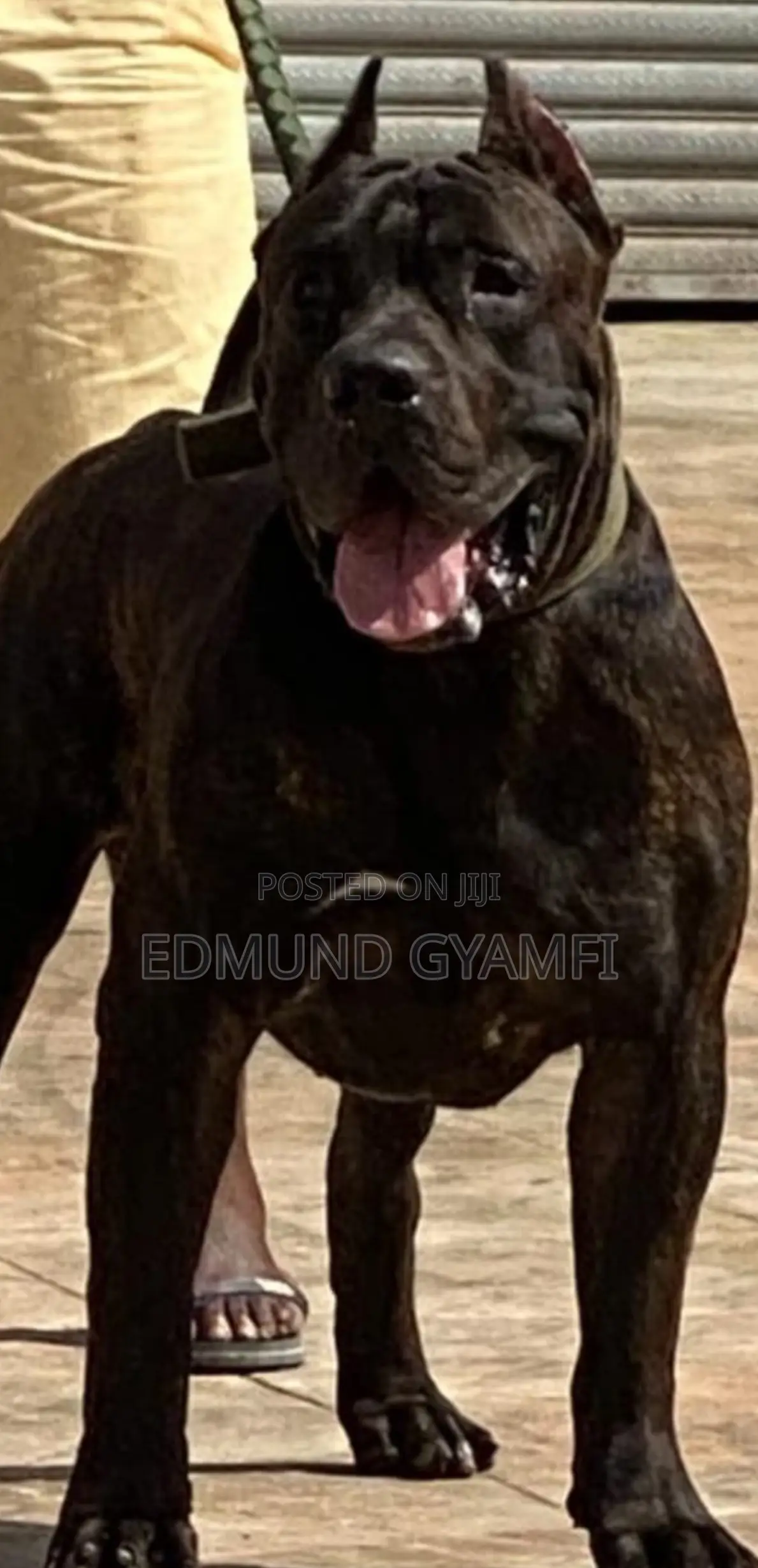 6-12 months Male Purebred Presa Canario