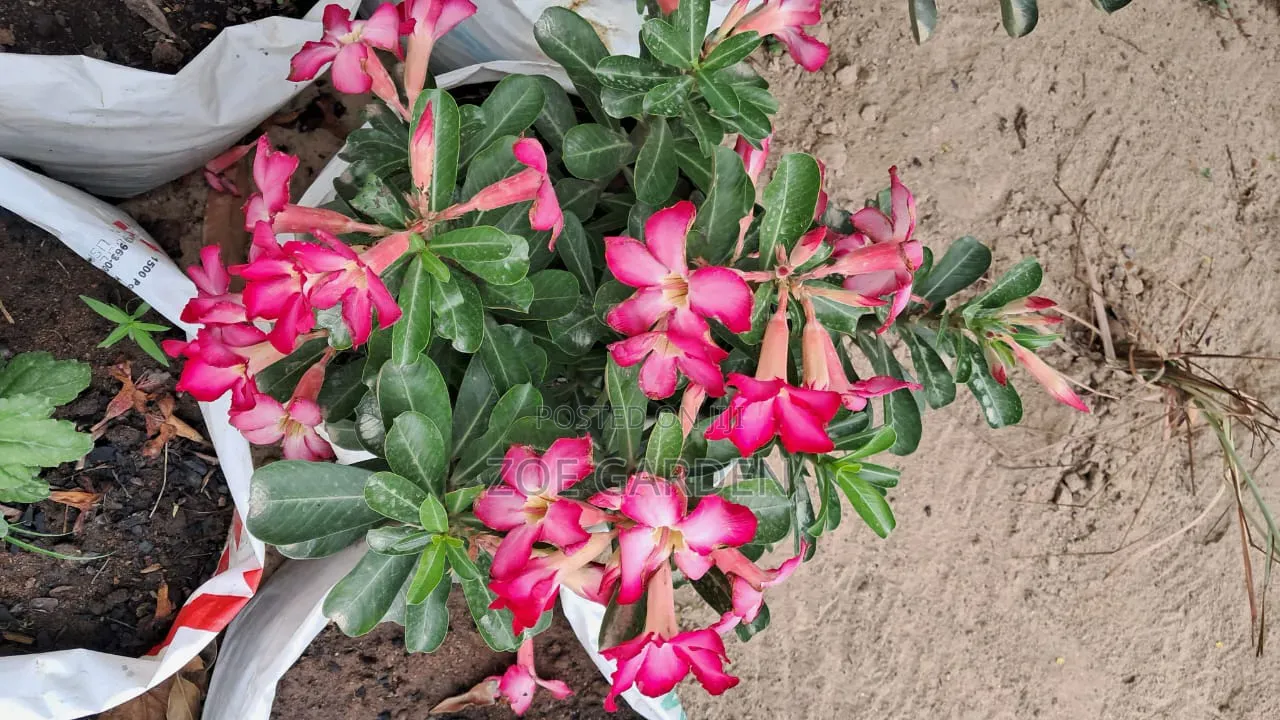 Adenium/ Desert Rose