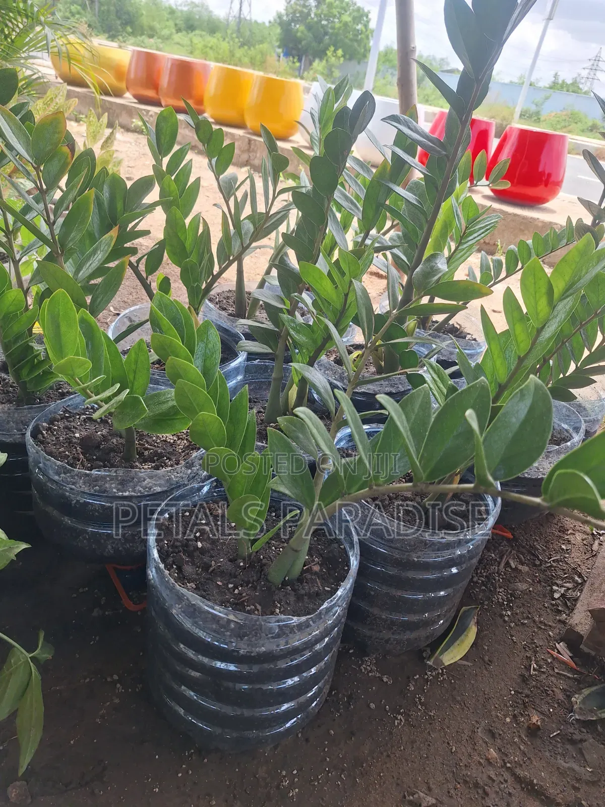 Zz Plant for Sale