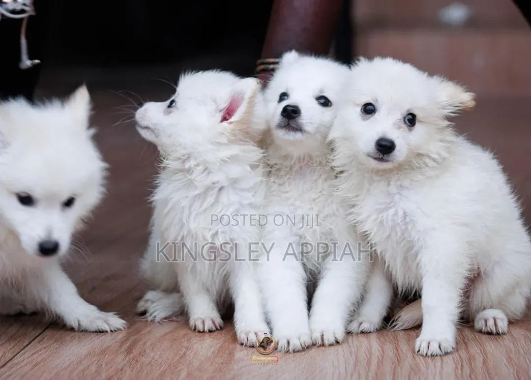 1-3 months Male Purebred American Eskimo