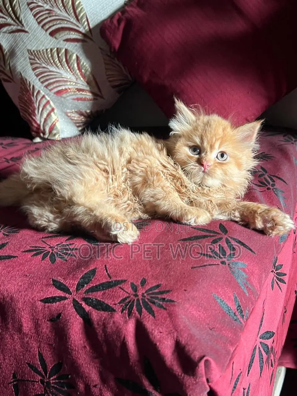 1-3 months Male Purebred Persian
