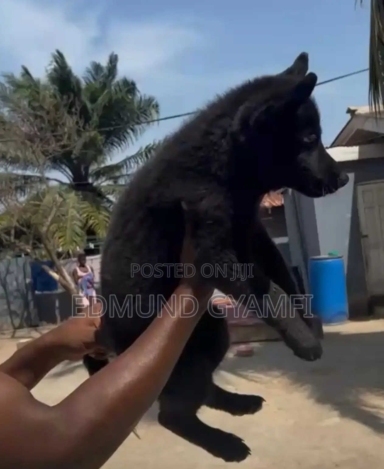 1-3 months Male Purebred German Shepherd