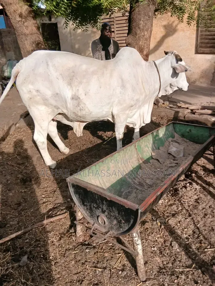 Big Cattle for Sale