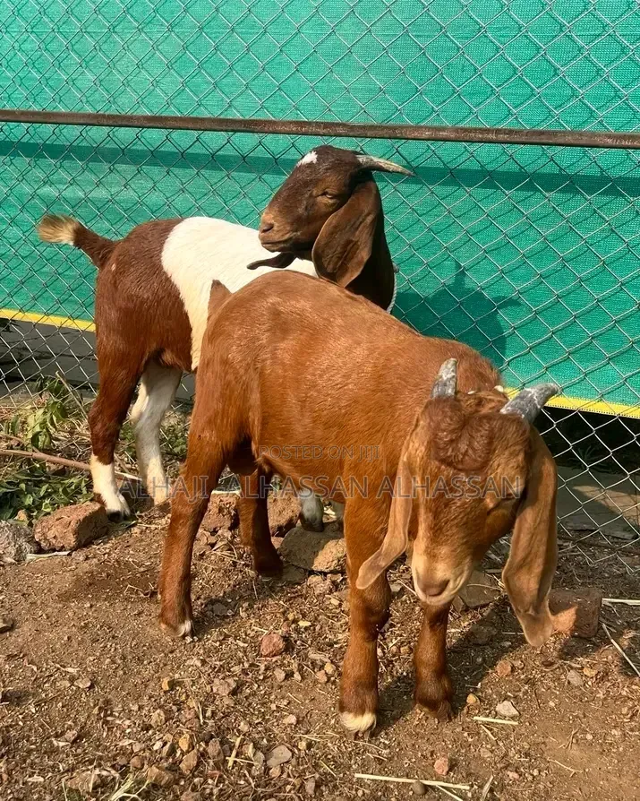 Karahari Goat for Sale